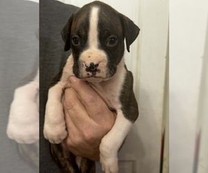 Boxer Puppy for sale in LAURENS, SC, USA