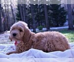 Small Photo #14 Goldendoodle Puppy For Sale in ROUGEMONT, NC, USA
