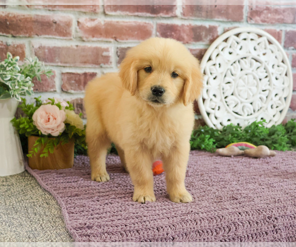 Medium Photo #2 Golden Retriever Puppy For Sale in SYRACUSE, IN, USA