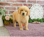 Small #1 Golden Retriever