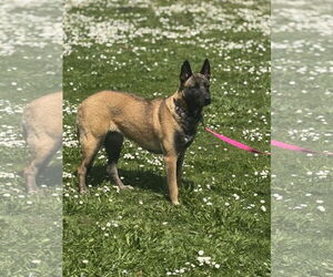 German Shepherd Dog-Unknown Mix Dogs for adoption in Seattle, WA, USA