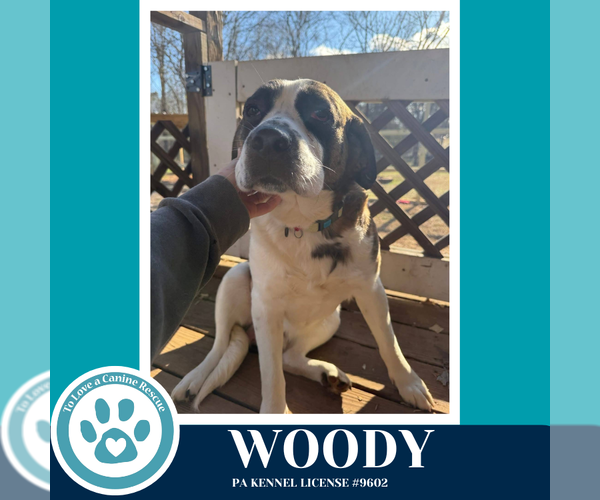 Medium Photo #2 Saint Bernard-Unknown Mix Puppy For Sale in Kimberton, PA, USA