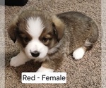 Puppy Red female Pembroke Welsh Corgi