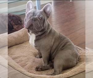 Father of the French Bulldog puppies born on 11/20/2022
