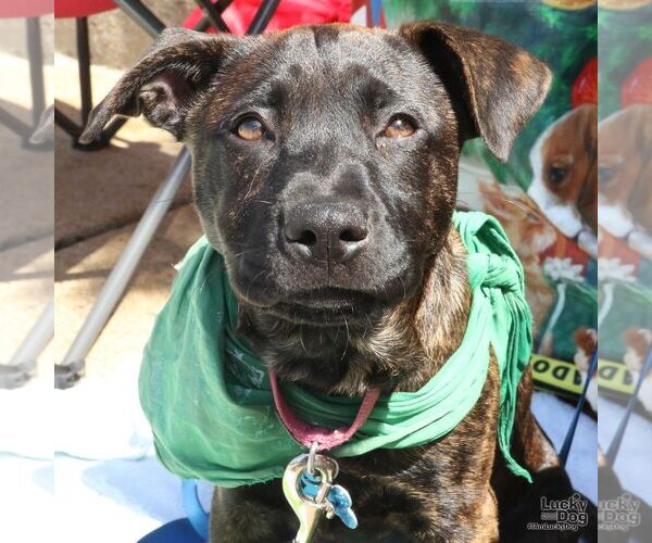 Medium Photo #7 Labrador Retriever-Unknown Mix Puppy For Sale in Washington, DC, USA