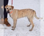 Small Photo #2 Catahoula Leopard Dog-Unknown Mix Puppy For Sale in Huntley, IL, USA