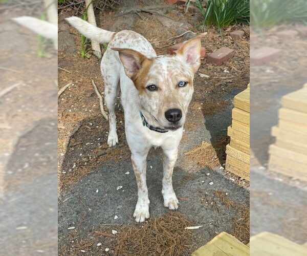 Medium Photo #1 Mutt Puppy For Sale in Garden City, NY, USA