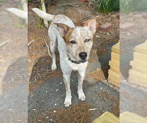 Mutt Dogs for adoption in Garden City, NY, USA