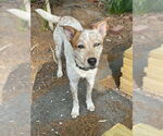 Small Mutt