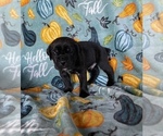 Small Photo #10 Cane Corso Puppy For Sale in OKLAHOMA CITY, OK, USA