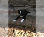 Small Photo #14 Boston Terrier Puppy For Sale in JONES, OK, USA
