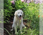 Small Photo #13 Golden Retriever Puppy For Sale in GAP, PA, USA