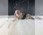 Small Photo #27 Boston Terrier Puppy For Sale in TULARE, CA, USA