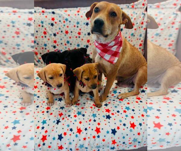 Medium Photo #2 Mutt Puppy For Sale in Houston, TX, USA