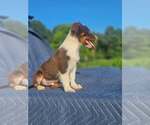 Small #2 Australian Shepherd-Chihuahua Mix