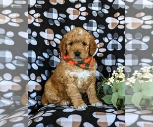Goldendoodle (Miniature) Puppy for sale in CHRISTIANA, PA, USA