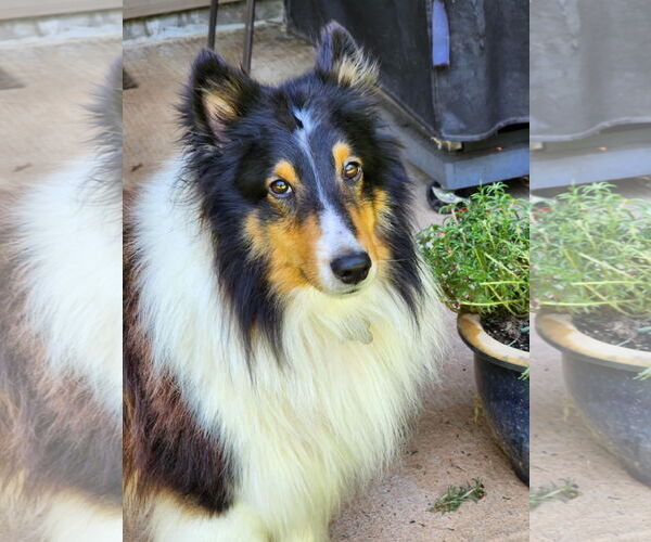 Medium Photo #2  Puppy For Sale in , 