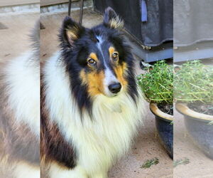 Mutt Dogs for adoption in Wamego, KS, USA