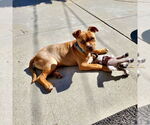 Small #4 American Staffordshire Terrier Mix