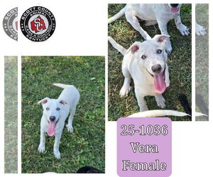 Labrenees Dogs for adoption in Georgetown, KY, USA