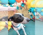 Small #3 Jack Russell Terrier Mix