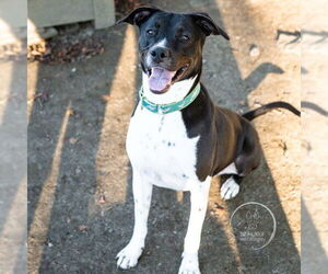 AC - Donny - Male Lab-Pointer Dog for Adoption - Photo #4