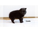 Small #5 Pomeranian