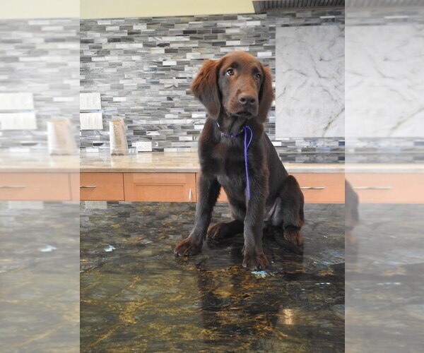 Medium Photo #23 Flat Coated Retriever Puppy For Sale in LAHAINA, HI, USA