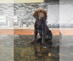 Small #22 Flat Coated Retriever