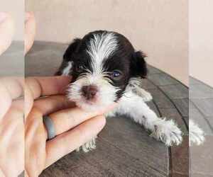 Havanese Puppy for sale in CASA GRANDE, AZ, USA