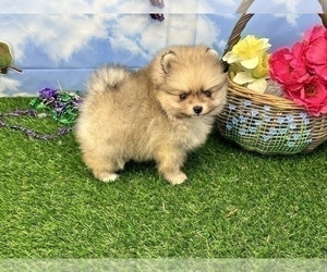 Pomeranian Dog for Adoption in CASSVILLE, Missouri USA