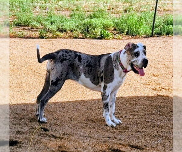 Medium Photo #3 Great Dane Puppy For Sale in Goodyear, AZ, USA