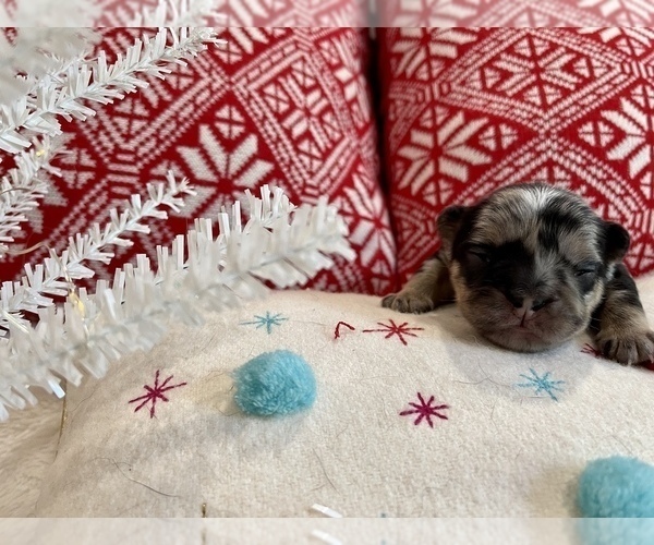 Medium Photo #4 French Bulldog Puppy For Sale in MYRTLE BEACH, SC, USA