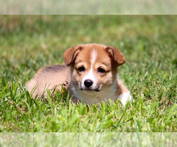 Medium Photo #6 Pembroke Welsh Corgi Puppy For Sale in FORT MADISON, IA, USA