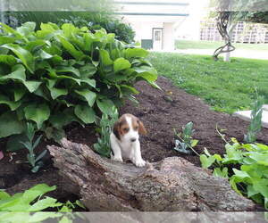 Beagle Litter for sale in SUGARCREEK, OH, USA