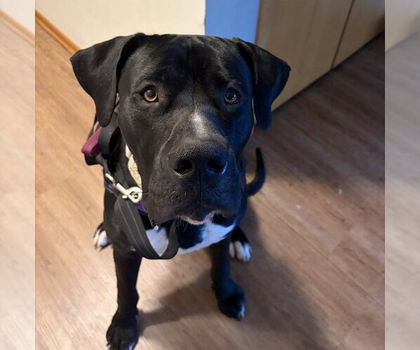 Medium Photo #2 Mutt Puppy For Sale in Minneapolis, MN, USA