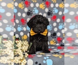 Poodle (Toy)-Yorkshire Terrier Mix Puppy for sale in CHRISTIANA, PA, USA