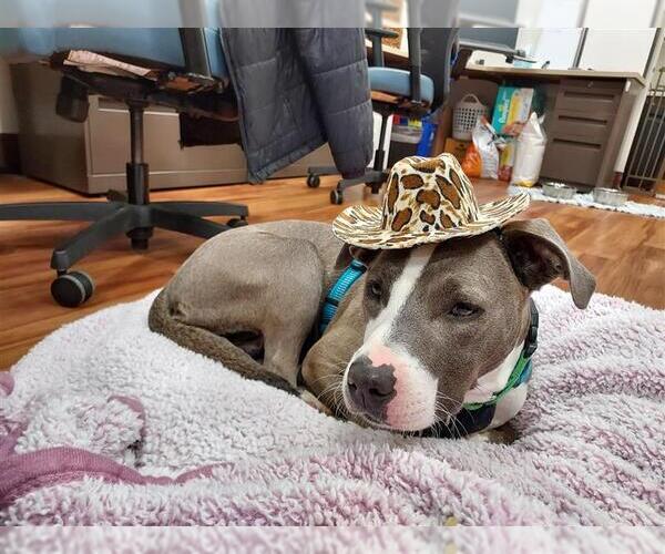 Medium Photo #7 Mutt Puppy For Sale in Elk Grove, CA, USA