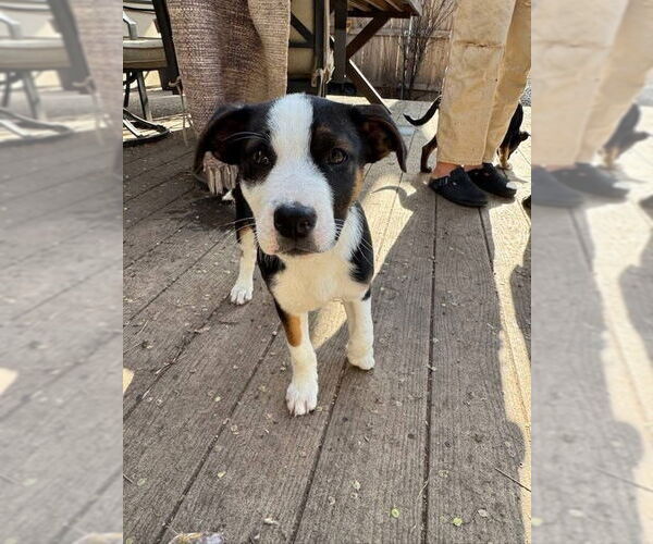 Medium Photo #6 Mutt Puppy For Sale in Fort Collins, CO, USA