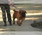 Small Photo #54 Boerboel Puppy For Sale in LAS CRUCES, NM, USA