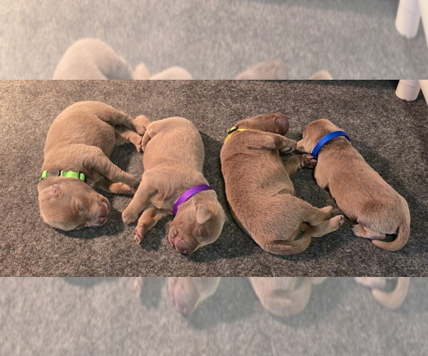 Medium Photo #4 Labrador Retriever Puppy For Sale in MODESTO, CA, USA
