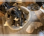 Small Photo #3 Boxer Puppy For Sale in KAMILCHE, WA, USA