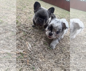 French Bulldog Puppy for Sale in MOORE, Oklahoma USA