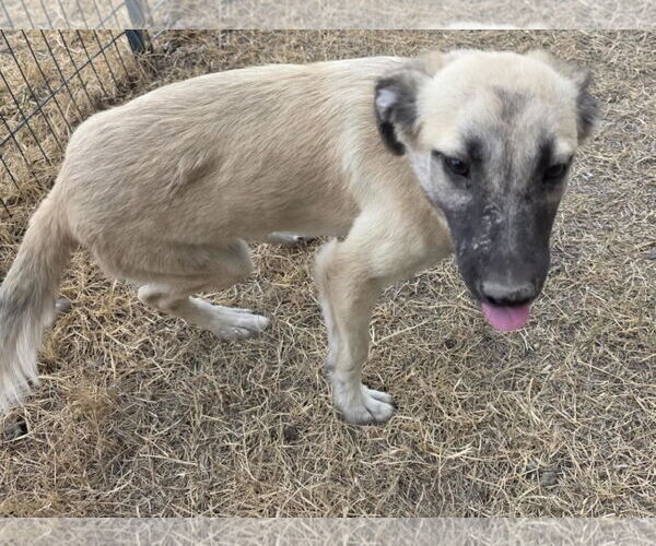 Medium Photo #2 Mutt Puppy For Sale in Minneapolis, MN, USA