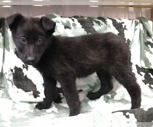 Shepradors Dogs for adoption in Princeton, MN, USA