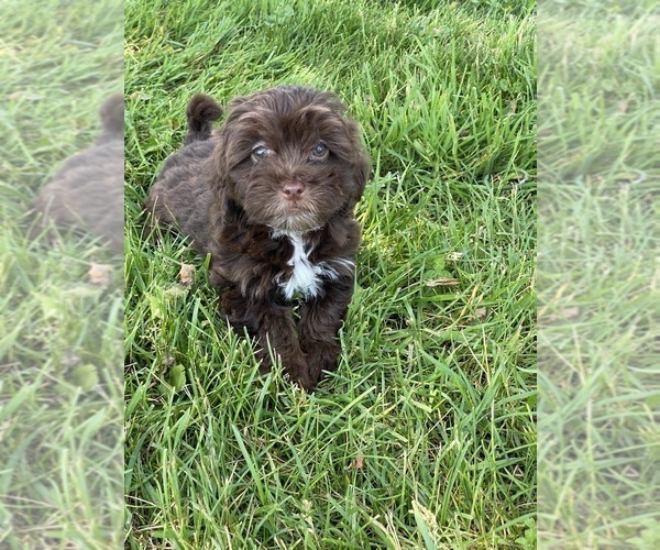 Medium Photo #1 Lhasa Apso-Poodle (Toy) Mix Puppy For Sale in CANOGA, NY, USA