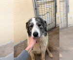 Small #8 Great Pyrenees