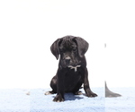 Small #2 Cane Corso