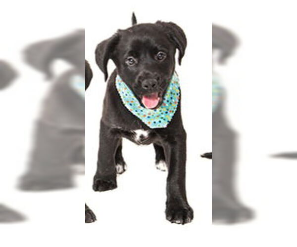 Medium Photo #1 Labrador Retriever Puppy For Sale in Vaughan, Ontario, Canada