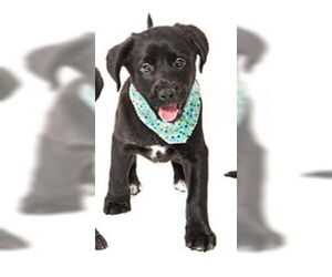 Labrador Retriever Dogs for adoption in Vaughan, Ontario, Canada